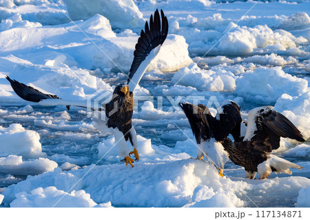 流氷に着地するオジロワシ 流氷に着地するオジロワシ 117134871