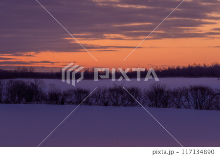 冬の夕暮れの丘のカラマツ林 冬の夕暮れの丘のカラマツ林 117134890