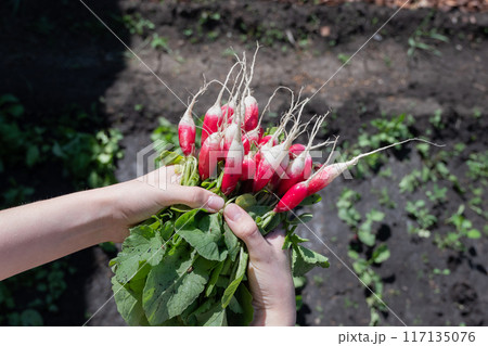 Purple and Red Radishes Freshly Picked From the Garden 117135076