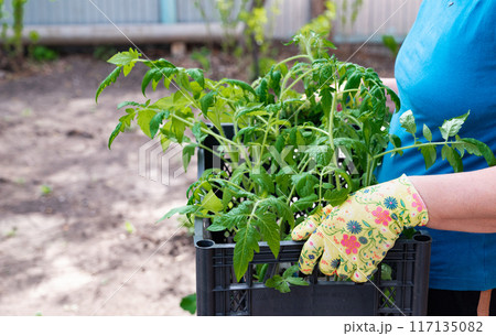 Farmer holding tomato plant in greenhouse, homegrown organic vegetables. 117135082