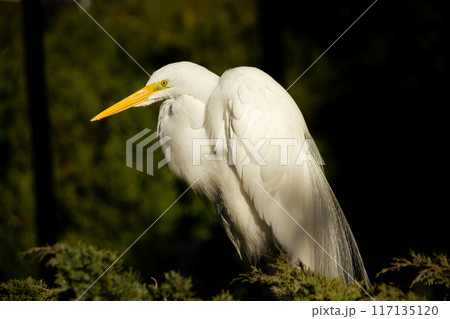Great male white heron, Egretta alba, resting in nest and displaying courtship plumage. 117135120