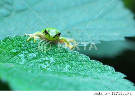 葉っぱの上で正面を向くアマガエル 葉っぱの上で正面を向くアマガエル 117135175