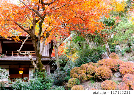 京都府長岡京市　西山　楊谷寺 (柳谷観音)　紅葉の浄土苑 117135231