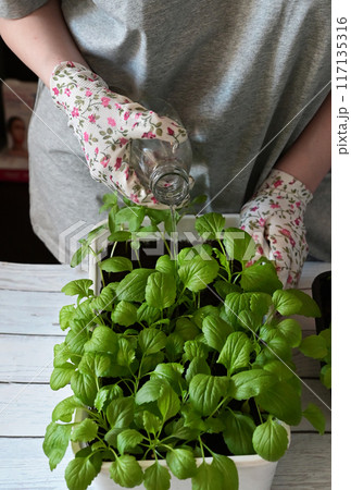 Woman wearing gardening gloves transplanting flower into pot at wooden table, closeup 117135316