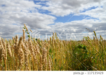 The background of ripening ears of yellow wheat fields at sunset is cloudy orange sky background. Copying the space of setting sun rays on the horizon in rural meadows Close-up photo of nature The The background of ripening ears of yellow wheat fields at sunset is cloudy orange sky background. Copying the space of setting sun rays on the horizon in rural meadows Close-up photo of nature The 117135429