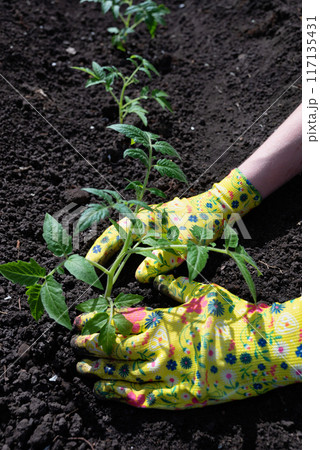 Farmer planting tomatoes seedling in organic garden. Gardening young plant into bed Farmer planting tomatoes seedling in organic garden. Gardening young plant into bed 117135431