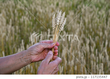 Spikelets of wheat or rye in the farmer's hand. The hands of an elderly woman hold golden ears of wheat spikelets. Selective focus on a spikelets Spikelets of wheat or rye in the farmer's hand. The hands of an elderly woman hold golden ears of wheat spikelets. Selective focus on a spikelets 117135447