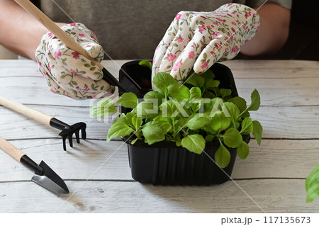 Woman wearing gardening gloves transplanting flower into pot at wooden table, closeup 117135673