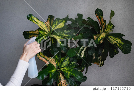 A teenage girl sprays home flowers from a spray bottle at home. House plant care. Hobby for a teenager 117135710
