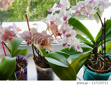 Person wiping house dust from houseplants leaves in springtime with soft cloth. Spring houseplant care concept. Orchid are commonly known as spath or peace lilies growing in pot in home room. Person wiping house dust from houseplants leaves in springtime with soft cloth. Spring houseplant care concept. Orchid are commonly known as spath or peace lilies growing in pot in home room. 117135711