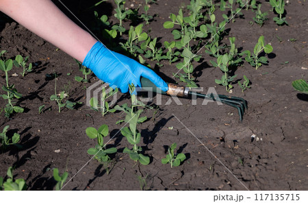 A gardener spuds strawberry beds with a rake. A gardener spuds strawberry beds with a rake. 117135715