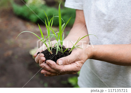 Young Green wheat seedlings in the hands of a farmer. Organic green wheat in the field. Sunset light. Agro business. Harvesting. Young Green wheat seedlings in the hands of a farmer. Organic green wheat in the field. Sunset light. Agro business. Harvesting. 117135721