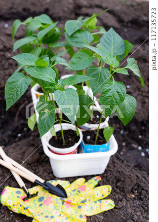 Human hands taking care of a seedling in the soil. New sprout on sunny day in the garden in summer Human hands taking care of a seedling in the soil. New sprout on sunny day in the garden in summer 117135723