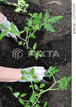 Farmer holding tomato plant in greenhouse, homegrown organic vegetables. Farmer holding tomato plant in greenhouse, homegrown organic vegetables. 117135724