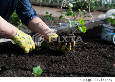 female hands in household gloves transplant seedlings of cucumbers. female hands in household gloves transplant seedlings of cucumbers. 117135725