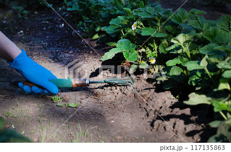 A gardener spuds strawberry beds with a rake. 117135863