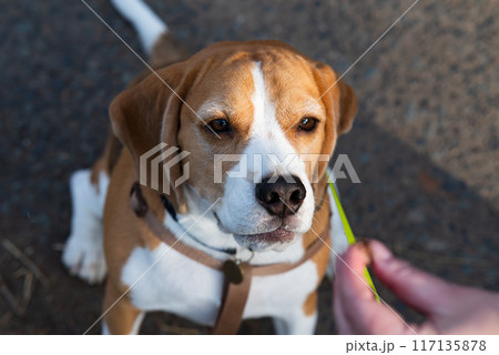 Beagle puppy looking up. Pet portrait indoors. 117135878