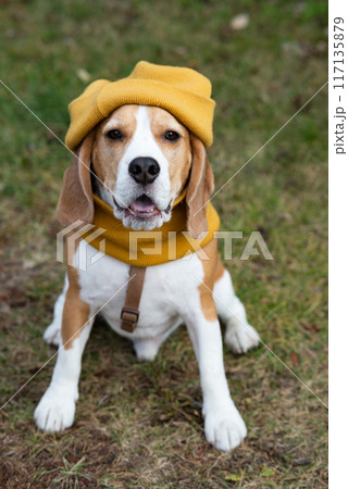 A beagle dog in a knitted yellow hat and scarf is lying on the sofa. Cozy warm home environment, preparation for cold weather. Autumn concept. 117135879