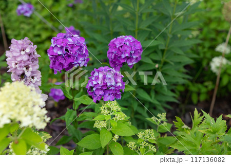 Pastel pink flowers (Phlox paniculata 'Eva Cullum') in sunshine and against a dark background Pastel pink flowers (Phlox paniculata 'Eva Cullum') in sunshine and against a dark background 117136082