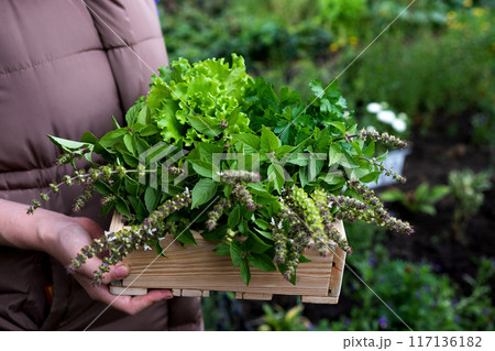 A Farmer is giving a good quality basket full with vegetables Salad or lettuce to customer. Concept of organic farm or greenhouse. Freshness of product. Healthy product non-chemical. Plantation 117136182