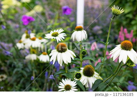 Echinacea purpurea also known as the eastern purple coneflower, purple coneflower, hedgehog coneflower, or echinacea. Macro photo of pink flowers 117136185