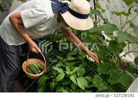 A farmer woman in a cotton apron tears cucumbers in a greenhouse into a wicker basket. The concept of harvesting. Summer and autumn on the farm are filled with organic themes. Close-up. 117136191