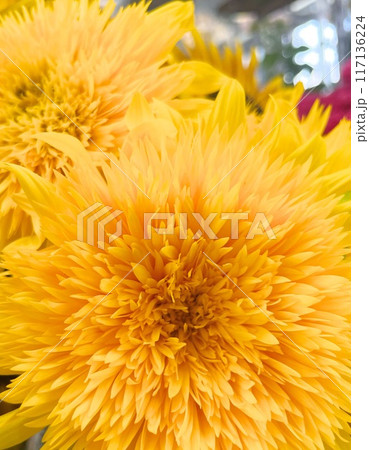 八重咲きひまわり 117136224