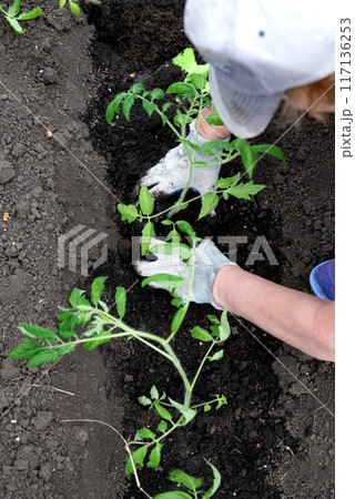 Farmer planting tomatoes seedling in organic garden. Gardening young plant into bed 117136253