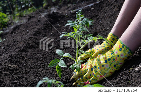 Farmer holding tomato plant in greenhouse, homegrown organic vegetables. 117136254