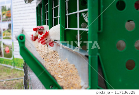 Eggs Chickens ,hens in cages industrial farm Eggs Chickens ,hens in cages industrial farm 117136329
