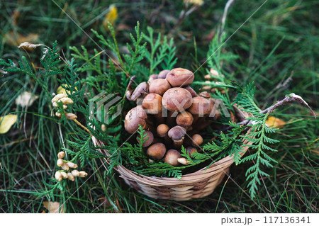 Basket with edible white mushrooms. Boletus edulis. Collect porcini in forest 117136341