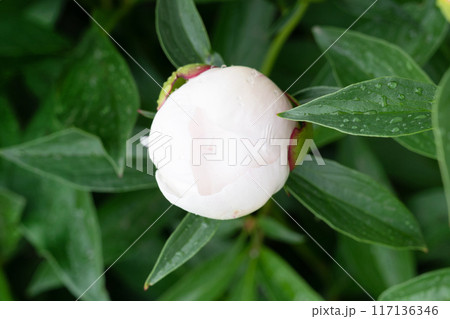 White bud in raindrops. Ants sit on a peony bud White bud in raindrops. Ants sit on a peony bud 117136346