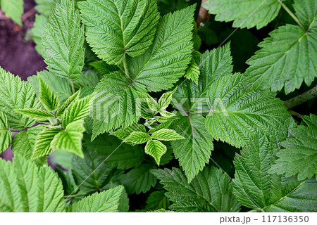 The first young raspberry leaves. An antioxidant. Herbal tea. Close-up of new leaves. Blurred background. 117136350