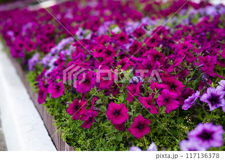 Colorful petunia flowers close up. Closeup Petunia flowers. Blue Petunia flowers in the garden. Macrophoto 117136378