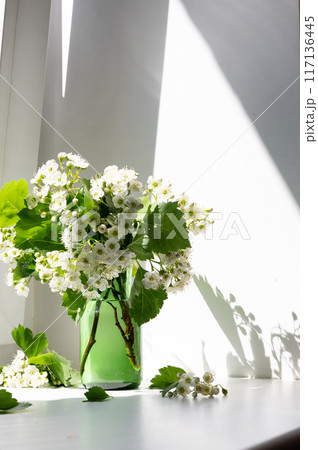 selective focus, bouquet of bird cherry blossoms on the background of the window, copy sapace. 117136445