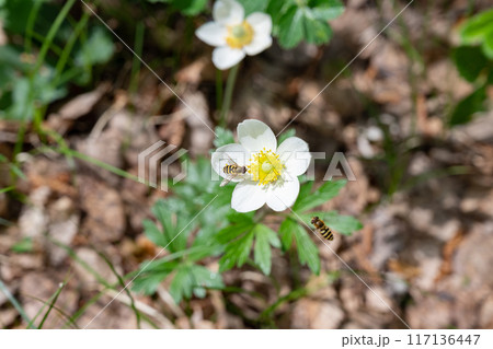 Wood anemones (Anemone Nemorosa) blooming in early spring 117136447