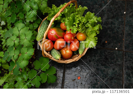 Harvesting red tomatoes in the garden Harvesting red tomatoes in the garden 117136501