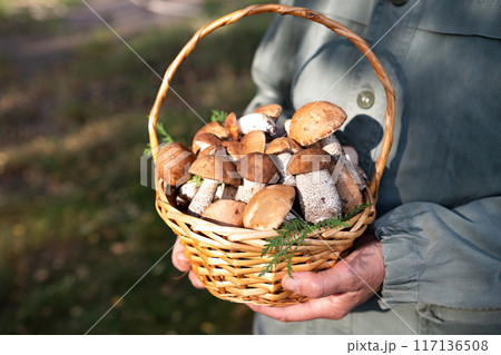Cep or Boletus Mushroom growing on lush green moss in a forest, low angle view Cep or Boletus Mushroom growing on lush green moss in a forest, low angle view 117136508