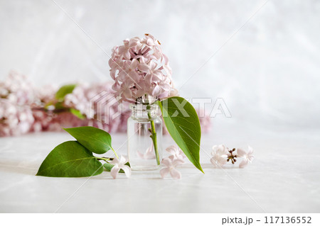 lilac flower isolated on white background, full depth of field, clipping path 117136552