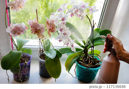 Person wiping house dust from houseplants leaves in springtime with soft cloth. Spring houseplant care concept. Orchid are commonly known as spath or peace lilies growing in pot in home room. 117136686