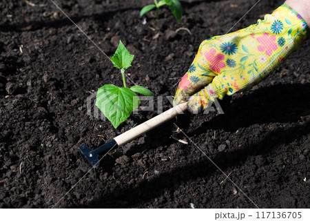 female hands in household gloves transplant seedlings of cucumbers. 117136705
