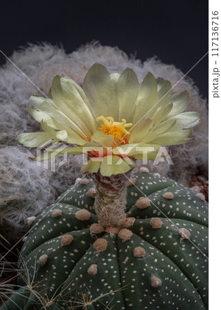 Beautiful yellow flower of Astrophytum asterias. Beautiful yellow flower of Astrophytum asterias. 117136716