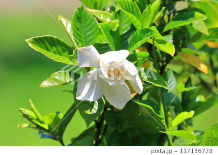 白い八重のクチナシの花 117136778