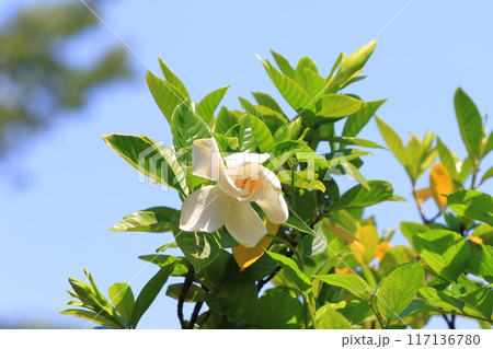白い八重のクチナシの花 117136780