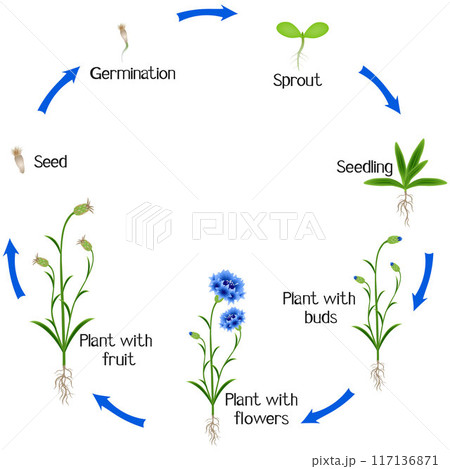 A growth cycle of a blue cornflower on a white background. A growth cycle of a blue cornflower on a white background. 117136871