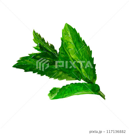 Green mint leaves hand drawn watercolor Green mint leaves hand drawn watercolor 117136882