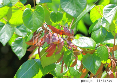 花蘇芳(ハナズオウ)の実 花蘇芳(ハナズオウ)の実 117137391