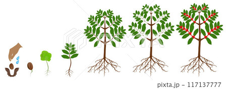 A growth cycle of coffee plants isolated on a white. A growth cycle of coffee plants isolated on a white. 117137777