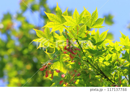 モミジの赤い種子 モミジの赤い種子 117137788