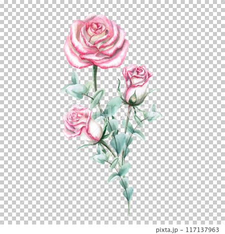 Bouquet of pink roses in watercolor illustration. Hand drawn watercolor for cards, posters, cosmetics, celebration decorations. Composition isolated from background Bouquet of pink roses in watercolor illustration. Hand drawn watercolor for cards, posters, cosmetics, celebration decorations. Composition isolated from background 117137963